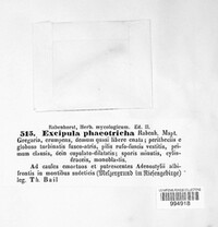 Excipula phaeotricha image